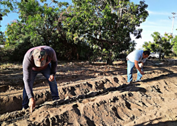 Sector agrícola de Baja California Sur genera producción por 15 mil millones de pesos