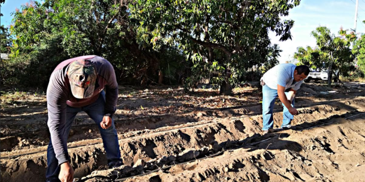 Sector agrícola de Baja California Sur genera producción por 15 mil millones de pesos