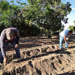 Sector agrícola de Baja California Sur genera producción por 15 mil millones de pesos