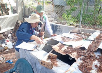 Refuerza Salud acciones de vigilancia y control del dengue en Baja California Sur