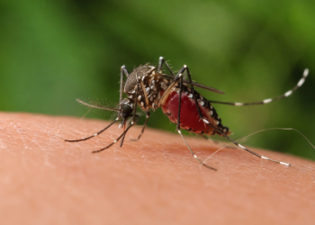 IMSS intensifica medidas contra el dengue y llama a eliminar criaderos de mosquitos