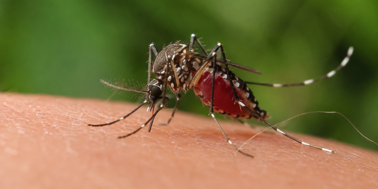 IMSS intensifica medidas contra el dengue y llama a eliminar criaderos de mosquitos